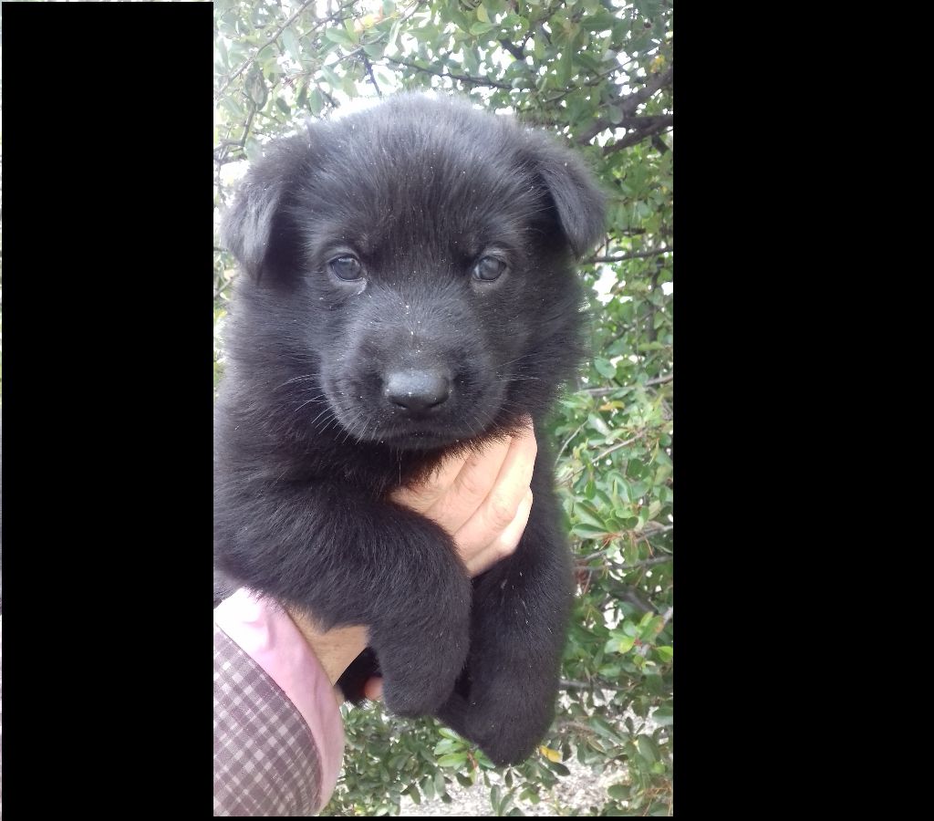 Du Clos d'Annouk - Chiots disponibles - Berger Allemand